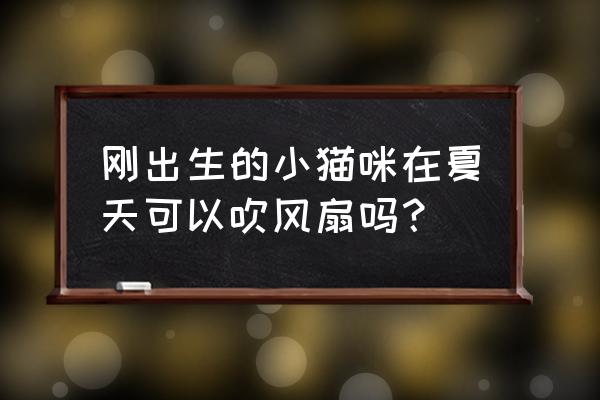 为什么猫咪看到风扇转很害怕 刚出生的小猫咪在夏天可以吹风扇吗？