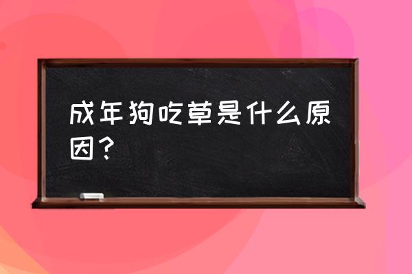 请教萨摩耶为何吃草或树叶 成年狗吃草是什么原因？