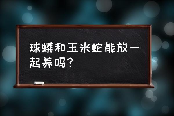 玉米蛇可以一起养吗 球蟒和玉米蛇能放一起养吗？