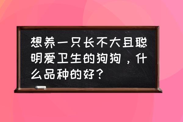 常见宠物狗有哪些品种 想养一只长不大且聪明爱卫生的狗狗，什么品种的好？