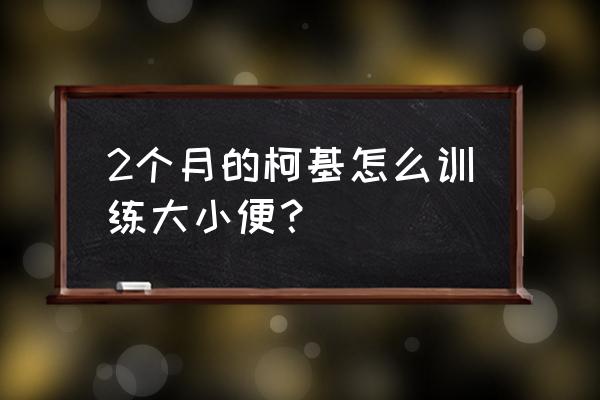 怎么训练柯基犬定点大小便 2个月的柯基怎么训练大小便？