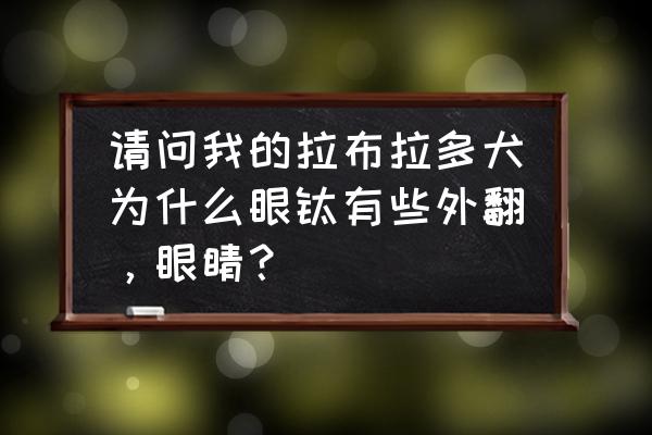 狗狗的眼睑在什么位置 请问我的拉布拉多犬为什么眼睑有些外翻，眼睛？