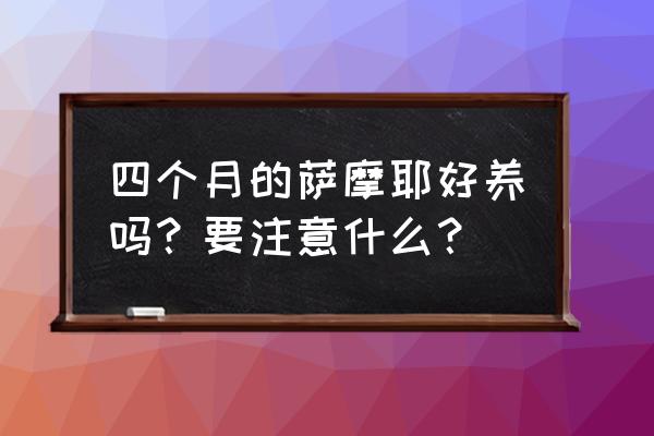 给萨摩耶自己做美容 四个月的萨摩耶好养吗？要注意什么？