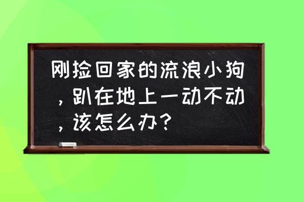 流浪狗淋了雨会不会生病 刚捡回家的流浪小狗，趴在地上一动不动，该怎么办？