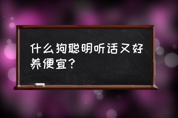 养什么狗最便宜 什么狗聪明听话又好养便宜？