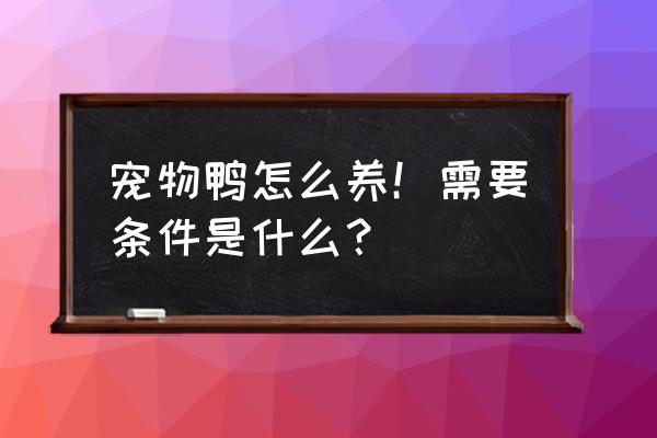 带宠物去美国需要什么手续吗 宠物鸭怎么养！需要条件是什么？