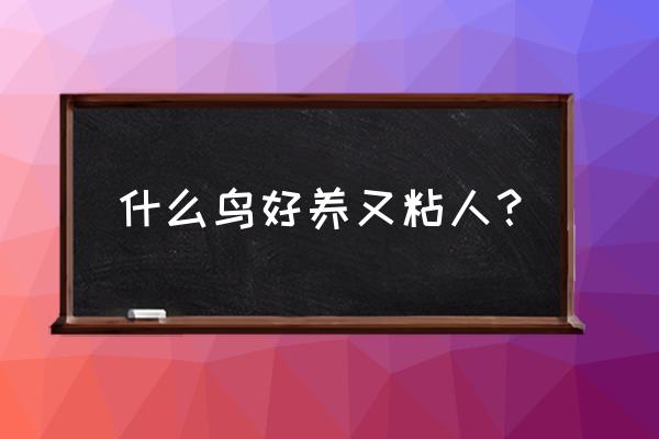 粘人又认主人的小宠物 什么鸟好养又粘人？