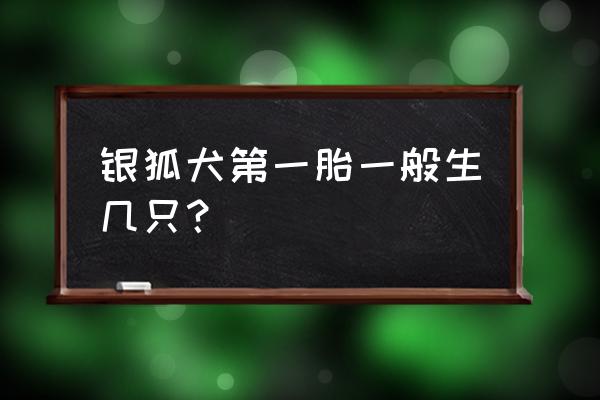 银狐犬和博美犬哪个好一点 银狐犬第一胎一般生几只？