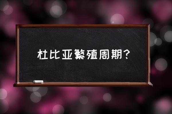 杜比亚蟑螂怎么大规模养殖 杜比亚繁殖周期？