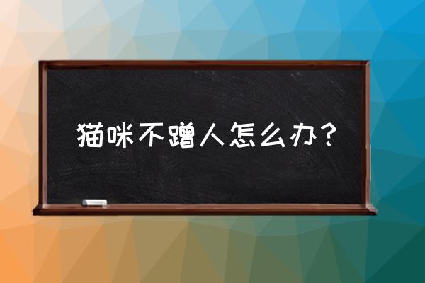 怎样让猫主动来黏你 猫咪不蹭人怎么办？