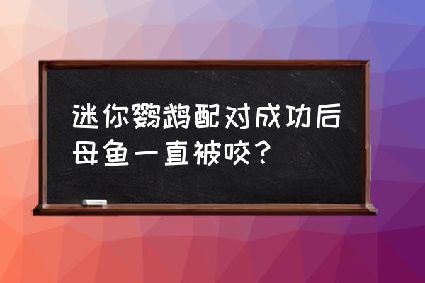 防止鹦鹉鱼打架的办法有哪些 迷你鹦鹉配对成功后母鱼一直被咬？