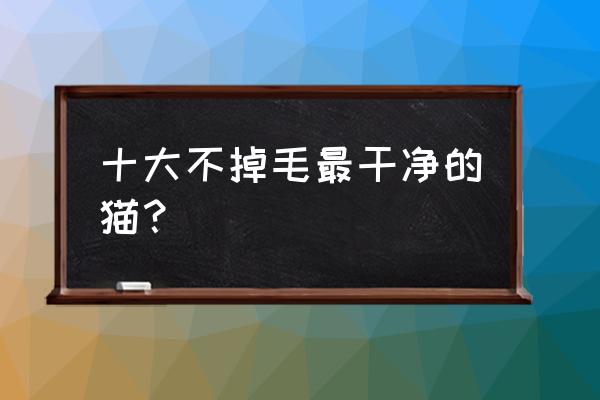 怎么防止猫咪掉毛严重 十大不掉毛最干净的猫？