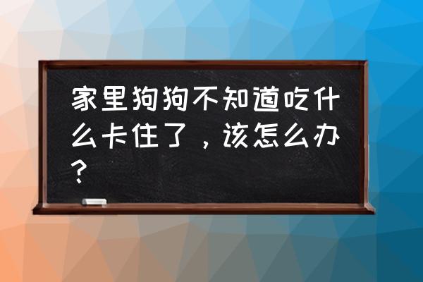 让狗狗吃药的方法有哪些 家里狗狗不知道吃什么卡住了，该怎么办？