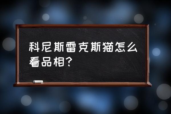 宠物猫品相好坏判断方法 科尼斯雷克斯猫怎么看品相？