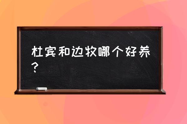 养杜宾犬小窍门 杜宾和边牧哪个好养？