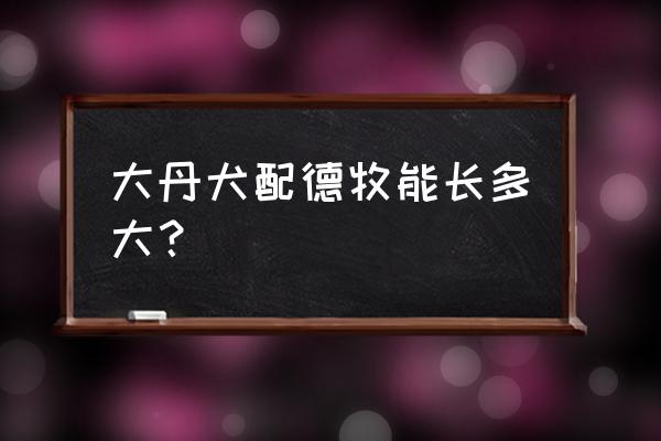 大丹犬对陌生人的态度 大丹犬配德牧能长多大？