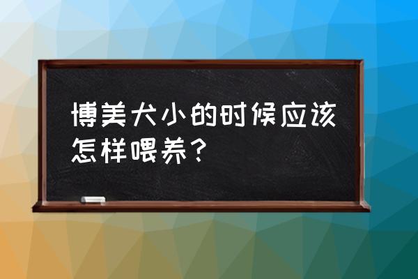 怎么训练五个月多大的博美 博美犬小的时候应该怎样喂养？