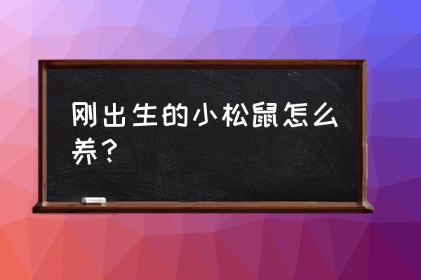 松鼠感冒了吃什么药好得快 刚出生的小松鼠怎么养？