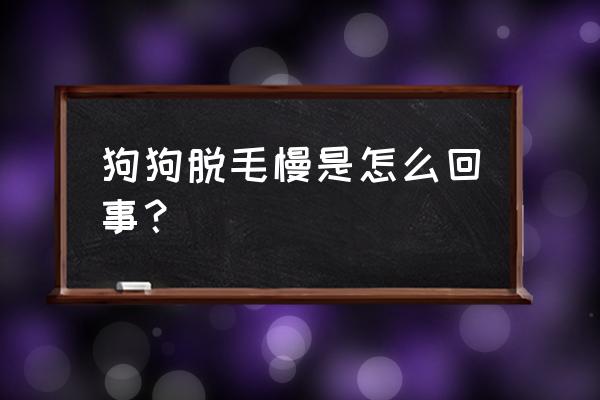 三个月的狗狗脱毛的原因和措施 狗狗脱毛慢是怎么回事？