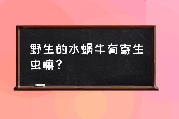 狗狗吃了海螺有生命危险吗 野生的水蜗牛有寄生虫嘛？