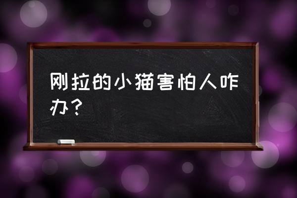 如何让新猫快速适应猫爬架 刚拉的小猫害怕人咋办？