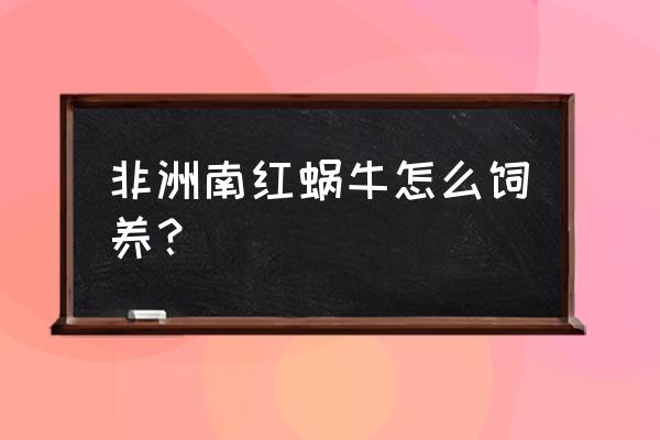 养蜗牛注意事项和禁忌 非洲南红蜗牛怎么饲养？