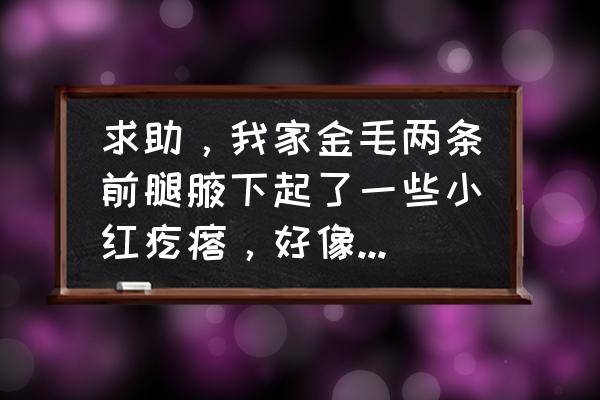 金毛的前腿怎么老是瘸 求助，我家金毛两条前腿腋下起了一些小红疙瘩，好像很痒它老挠，是怎么回事呢？