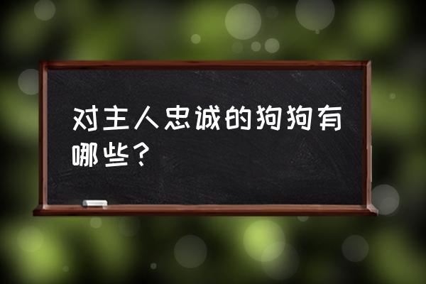 忠诚狗狗排行榜前十名 对主人忠诚的狗狗有哪些？