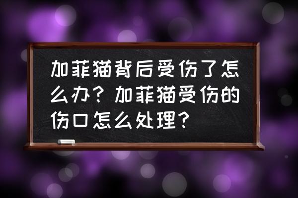 猫猫伤口要怎么处理 加菲猫背后受伤了怎么办？加菲猫受伤的伤口怎么处理？