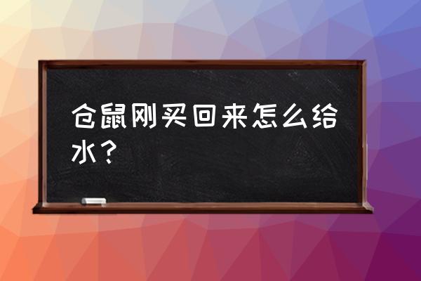 在家里怎么喂水 仓鼠刚买回来怎么给水？