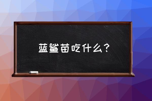 蓝鲨观赏鱼饲养技巧 蓝鲨苗吃什么？