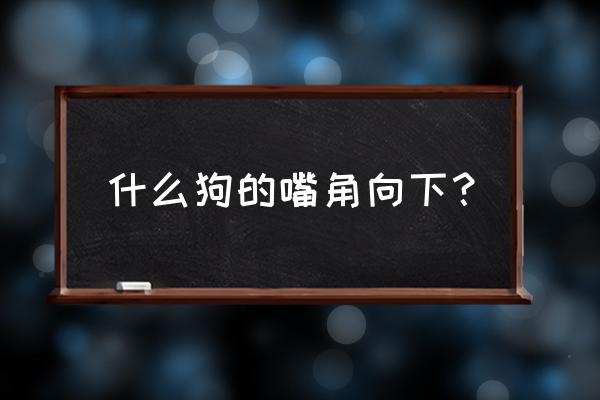 惠比特犬怎么判断配上 什么狗的嘴角向下？