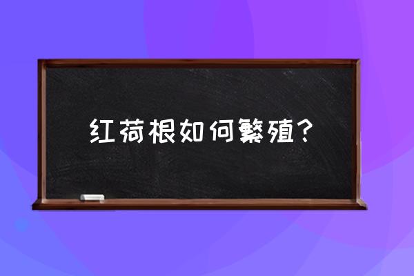 红荷根水上叶太多能修剪吗 红荷根如何繁殖？