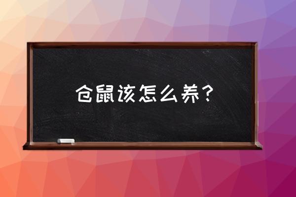 仓鼠新手怎么照顾仓鼠 仓鼠该怎么养？