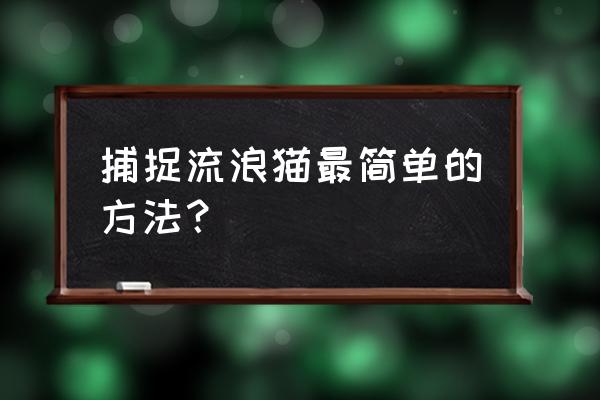 捕猫什么意思 捕捉流浪猫最简单的方法？