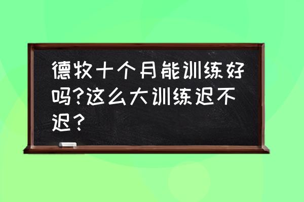 德牧犬怎么训 德牧十个月能训练好吗?这么大训练迟不迟？