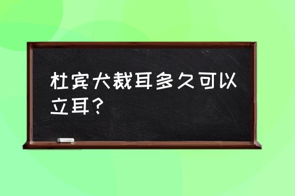 杜宾犬剪耳后怎么护理 杜宾犬裁耳多久可以立耳？