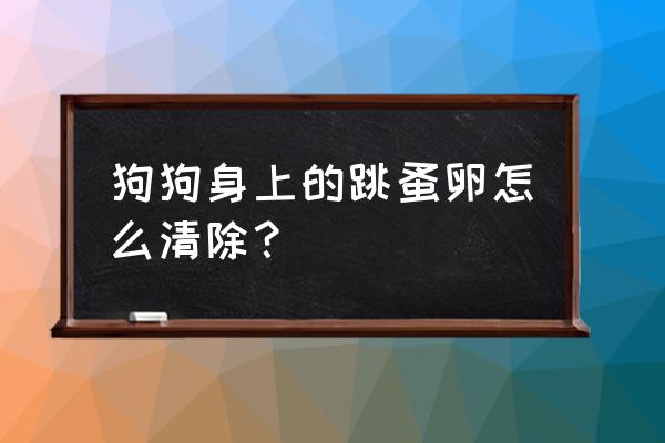 宠物的跳蚤怎么去除小妙招 狗狗身上的跳蚤卵怎么清除？