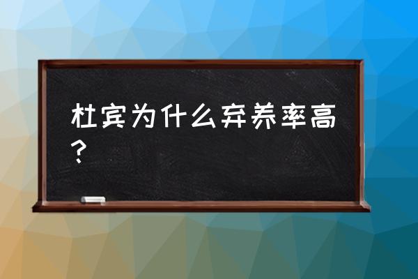 杜宾犬的训练方法和注意事项 杜宾为什么弃养率高？