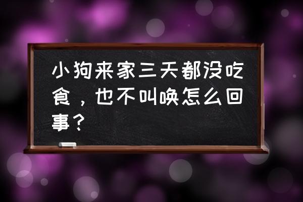 幼犬到家三天一直不吃 小狗来家三天都没吃食，也不叫唤怎么回事？