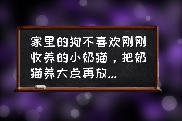 小奶猫几个月大领养最好 家里的狗不喜欢刚刚收养的小奶猫，把奶猫养大点再放生，能成活吗？