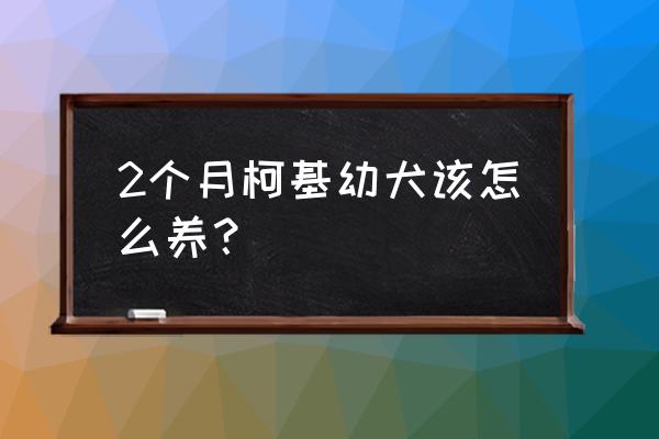 两个月左右的狗狗怎么养 2个月柯基幼犬该怎么养？