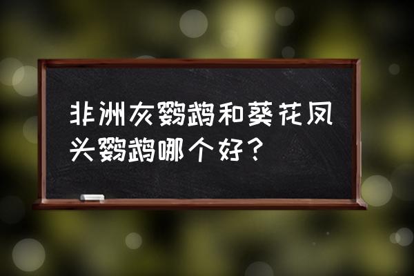 灰头鹦鹉红尾巴什么品种 非洲灰鹦鹉和葵花凤头鹦鹉哪个好？