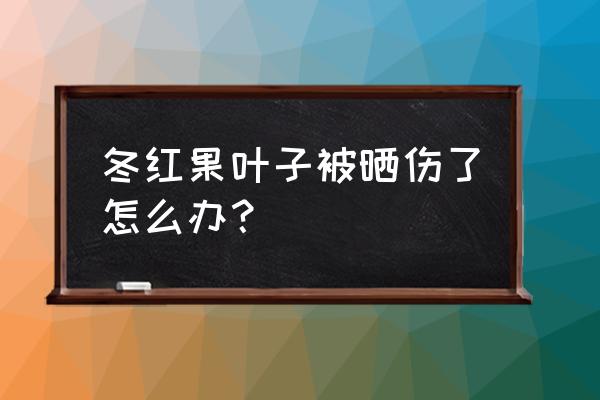 夏天游玩被人晒伤怎么办 冬红果叶子被晒伤了怎么办？