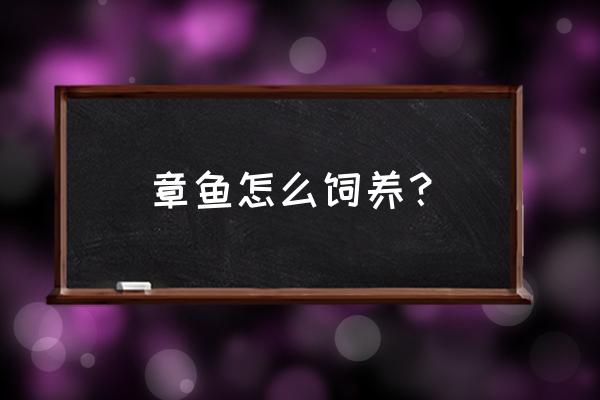 八爪鱼怎么养是真正的八爪鱼 章鱼怎么饲养？