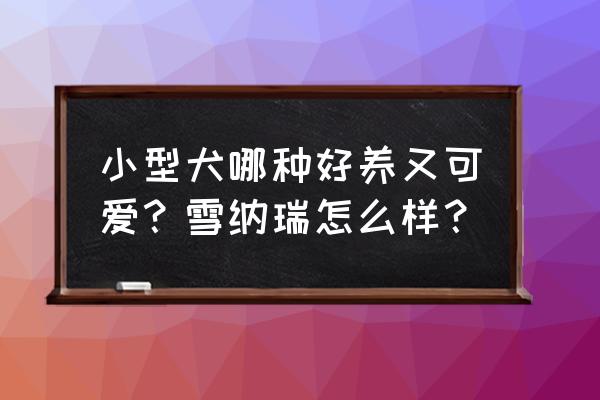 雪纳瑞梳毛是反梳还是正梳 小型犬哪种好养又可爱？雪纳瑞怎么样？