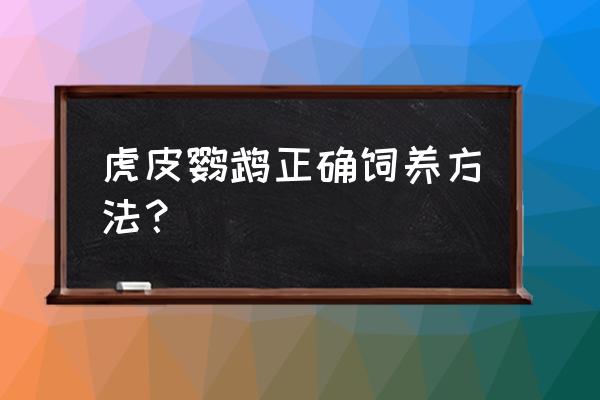 训练鹦鹉最佳的方法 虎皮鹦鹉正确饲养方法？