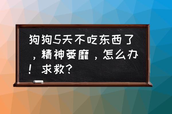 狗没精神没食欲不活泼一直趴着 狗狗5天不吃东西了，精神萎靡，怎么办！求救？