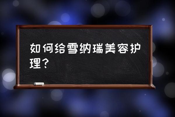 雪纳瑞美容后的图片及价格 如何给雪纳瑞美容护理？