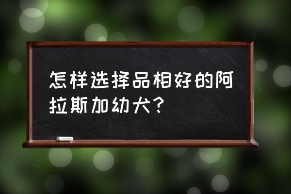 一窝幼犬怎么挑选最聪明的 怎样选择品相好的阿拉斯加幼犬？